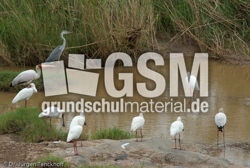 Schmalschnabellöffler (4 von 4).jpg